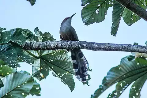 Image of Puerto Rican Lizard-Cuckoo
