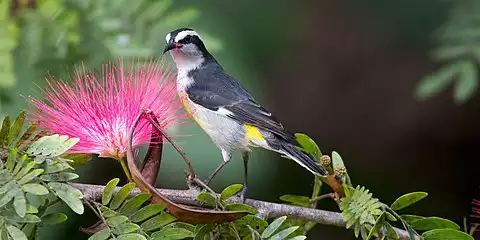 Image of Bananaquit