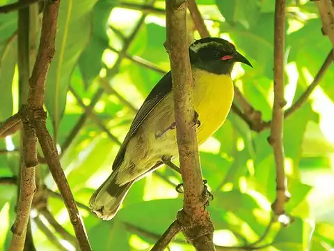 Image of Bananaquit