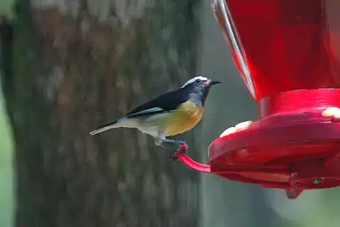 Image of Bananaquit