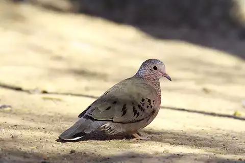 Image of Common Ground-Dove