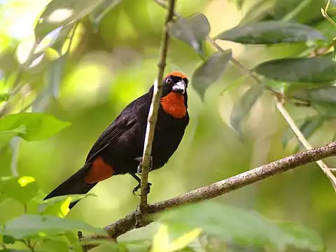 Image of Puerto Rican Bullfinch