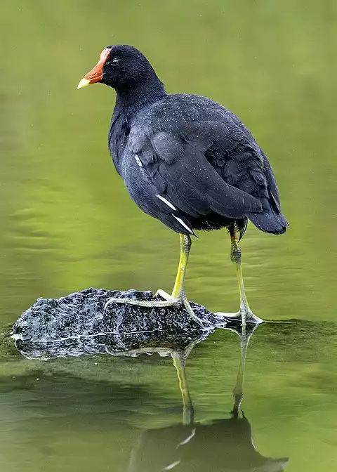 Image of Common Gallinule