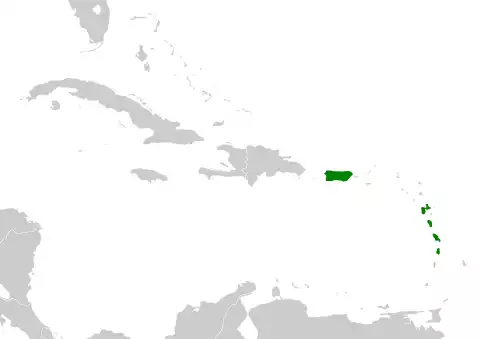 Image of Lesser Antillean Pewee