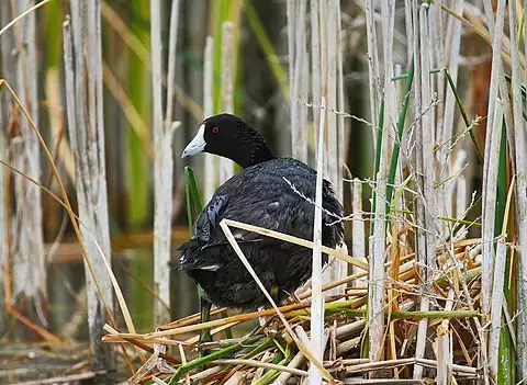 Image of American Coot