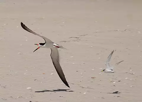 Image of Least Tern