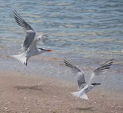 Image of Royal Tern