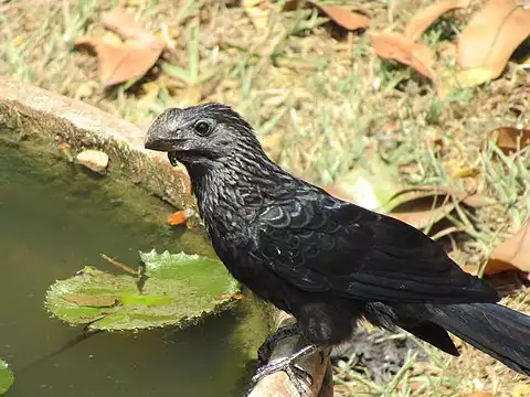 Image of Smooth-billed Ani