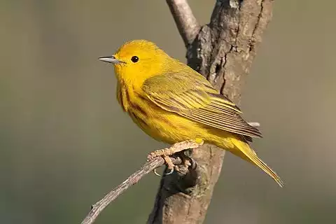Image of Yellow Warbler
