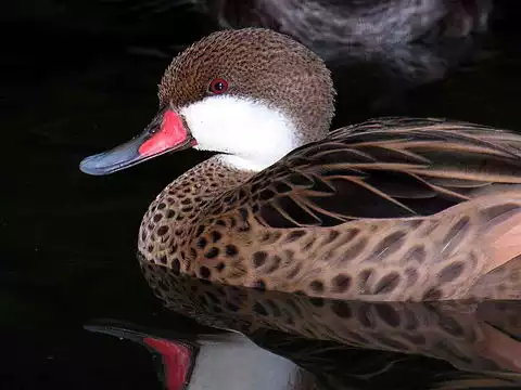 Image of White-cheeked Pintail