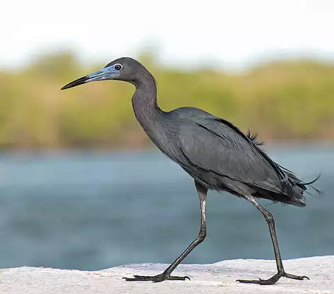 Image of Little Blue Heron