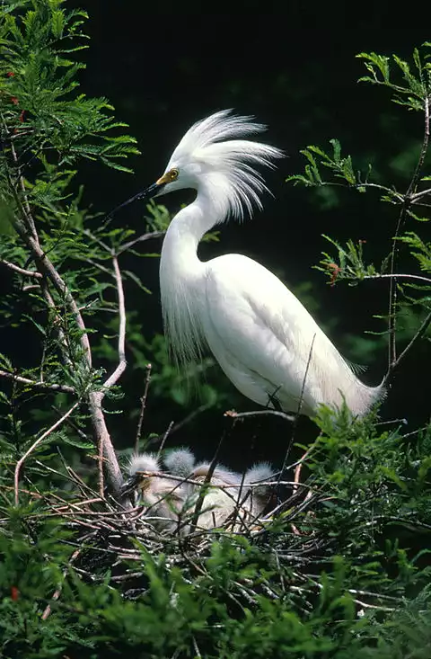 Image of Snowy Egret