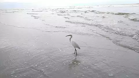 Image of Snowy Egret