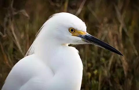 Image of Snowy Egret