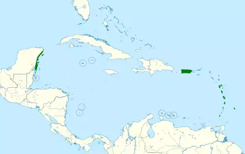 Image of Caribbean Elaenia