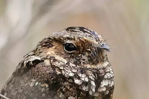 Image of Puerto Rican Nightjar