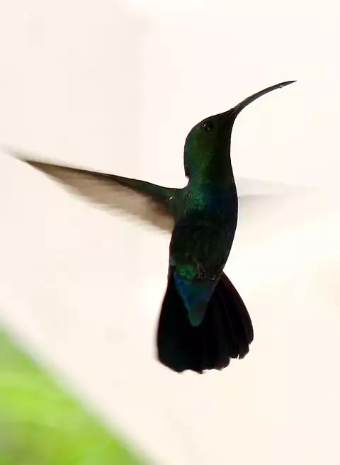 Image of Green-throated Carib