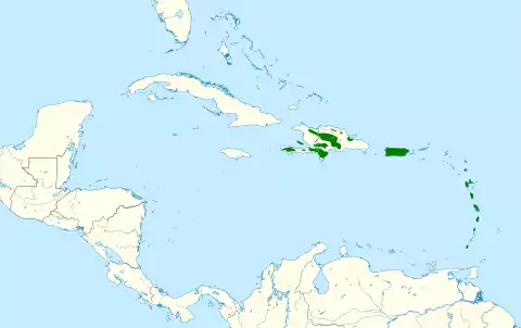 Image of Antillean Euphonia