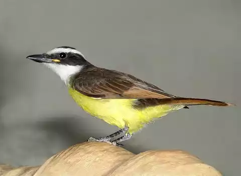 Image of Caribbean Elaenia