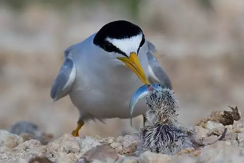 Image of Least Tern