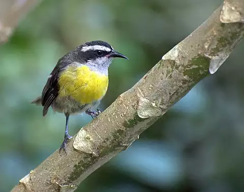 Image of Bananaquit