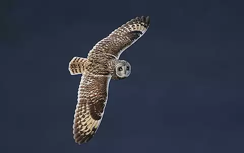 Image of Short-eared Owl