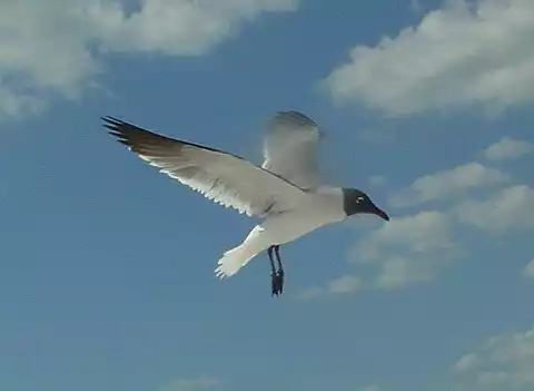 Image of Laughing Gull