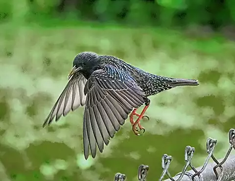 Image of European Starling