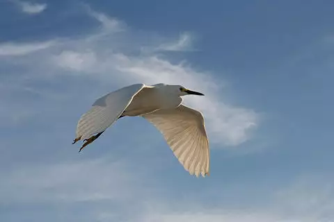 Image of Snowy Egret