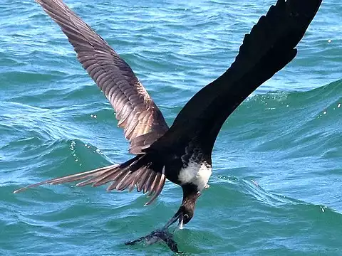 Image of Magnificent Frigatebird