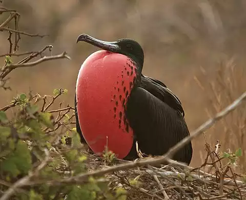 Image of Magnificent Frigatebird