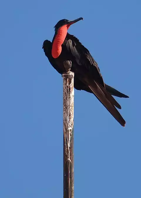 Image of Magnificent Frigatebird