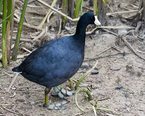 Image of American Coot