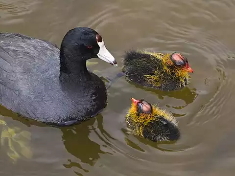 Image of American Coot