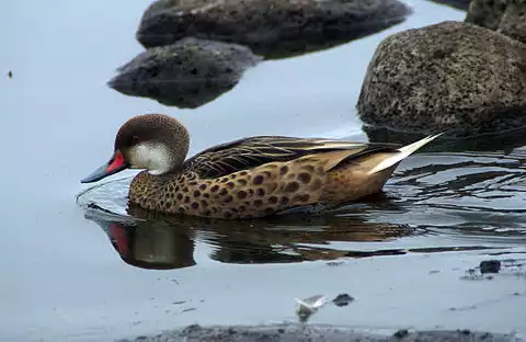 Image of White-cheeked Pintail