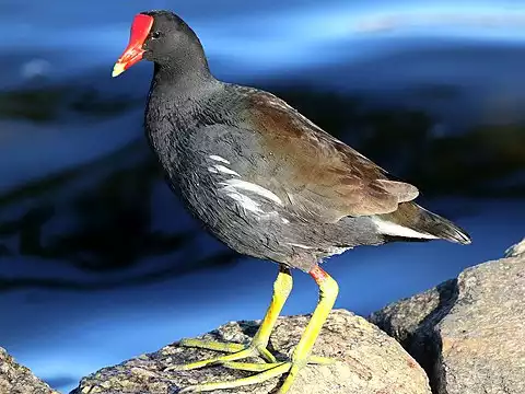 Image of Common Gallinule