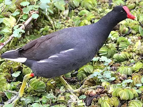 Image of Common Gallinule