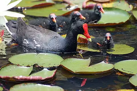 Image of Common Gallinule