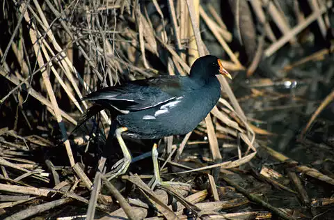 Image of Common Gallinule