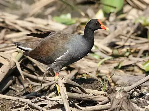 Image of Common Gallinule