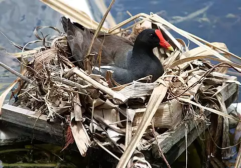 Image of Common Gallinule