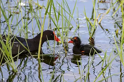 Image of Common Gallinule