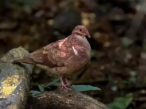 Image of Ruddy Quail-Dove