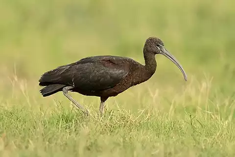 Image of Glossy Ibis