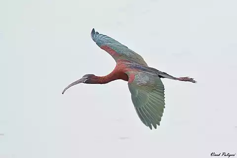 Image of Glossy Ibis