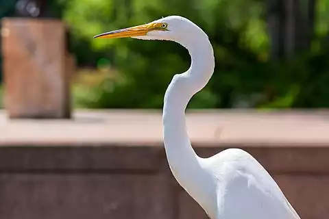 Image of Great Egret