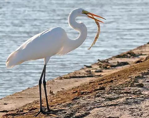 Image of Great Egret