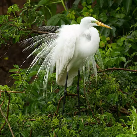 Image of Great Egret