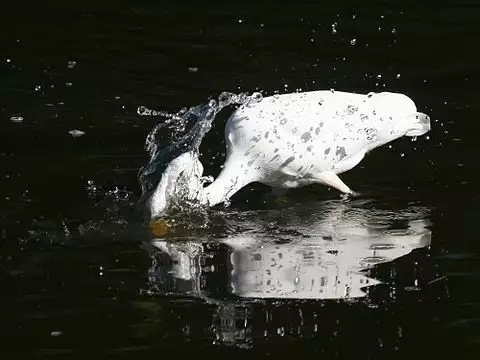 Image of Great Egret