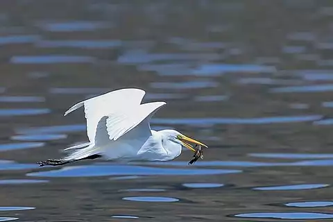 Image of Great Egret